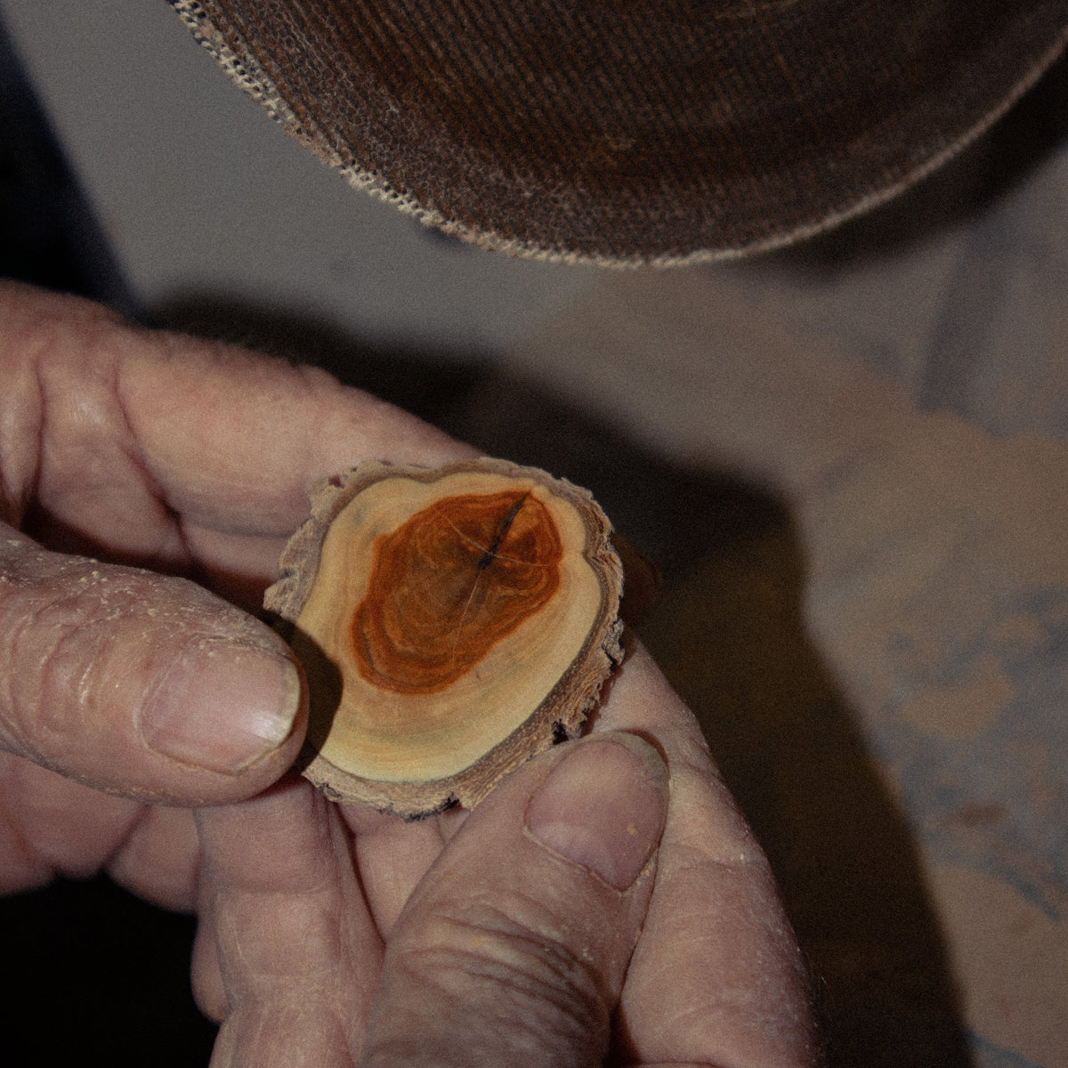 A close-up of a person's hands holding a small, cross-sectioned piece of wood showing prominent concentric growth rings, with a large woven basket or hat visible in the blurred background.
